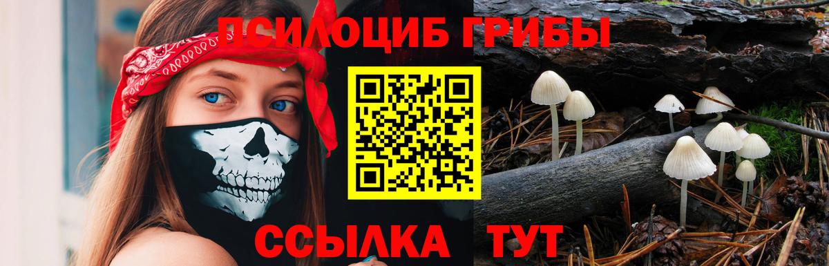Сокол  Галлюциногенные грибы Cubensis  Вход с VPN 